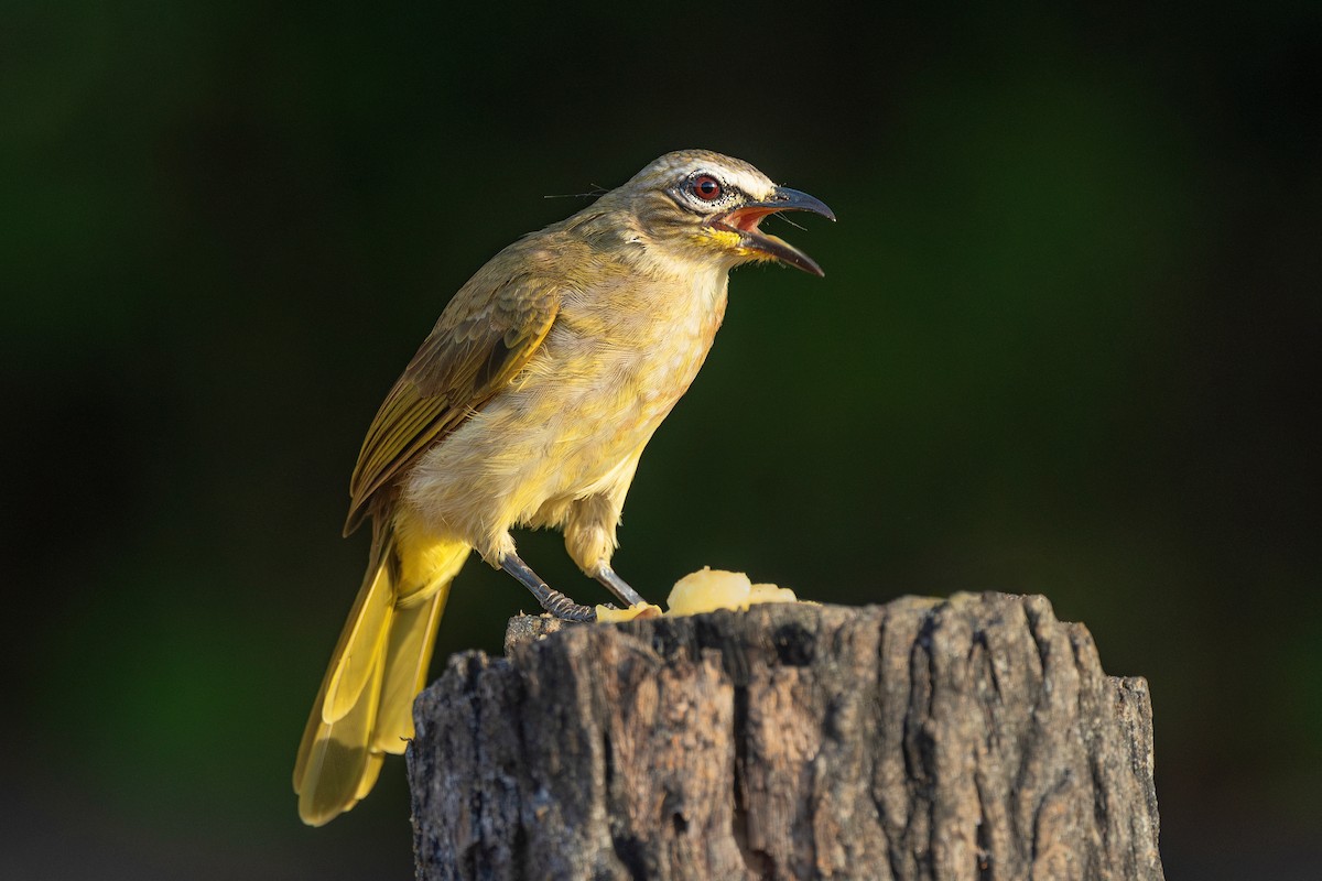 White-browed Bulbul - ML642970601