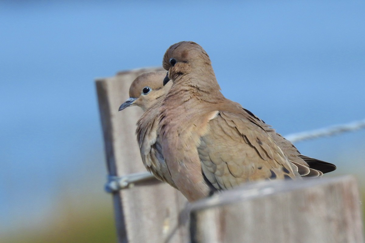 Eared Dove - ML642970606