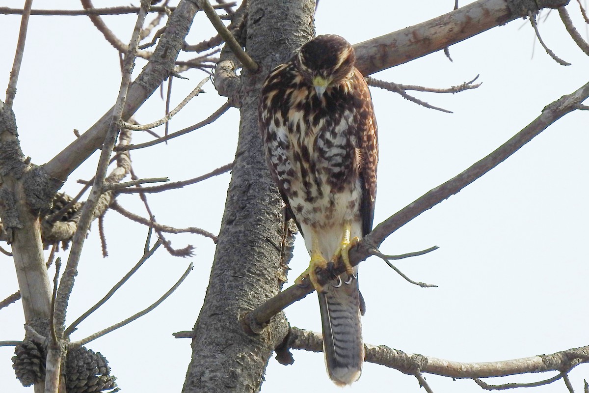 Harris's Hawk - ML642970649