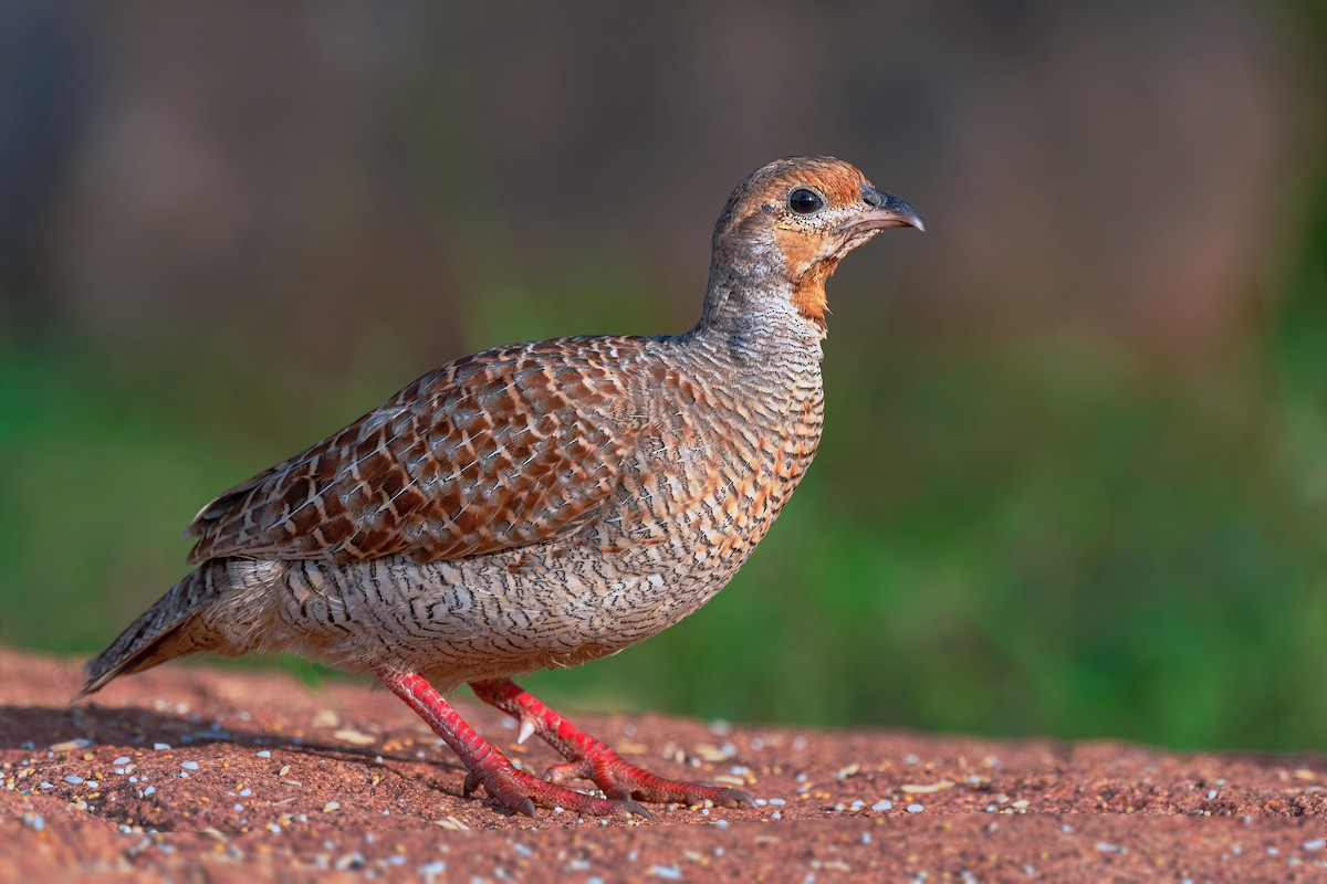 Gray Francolin - ML642970650