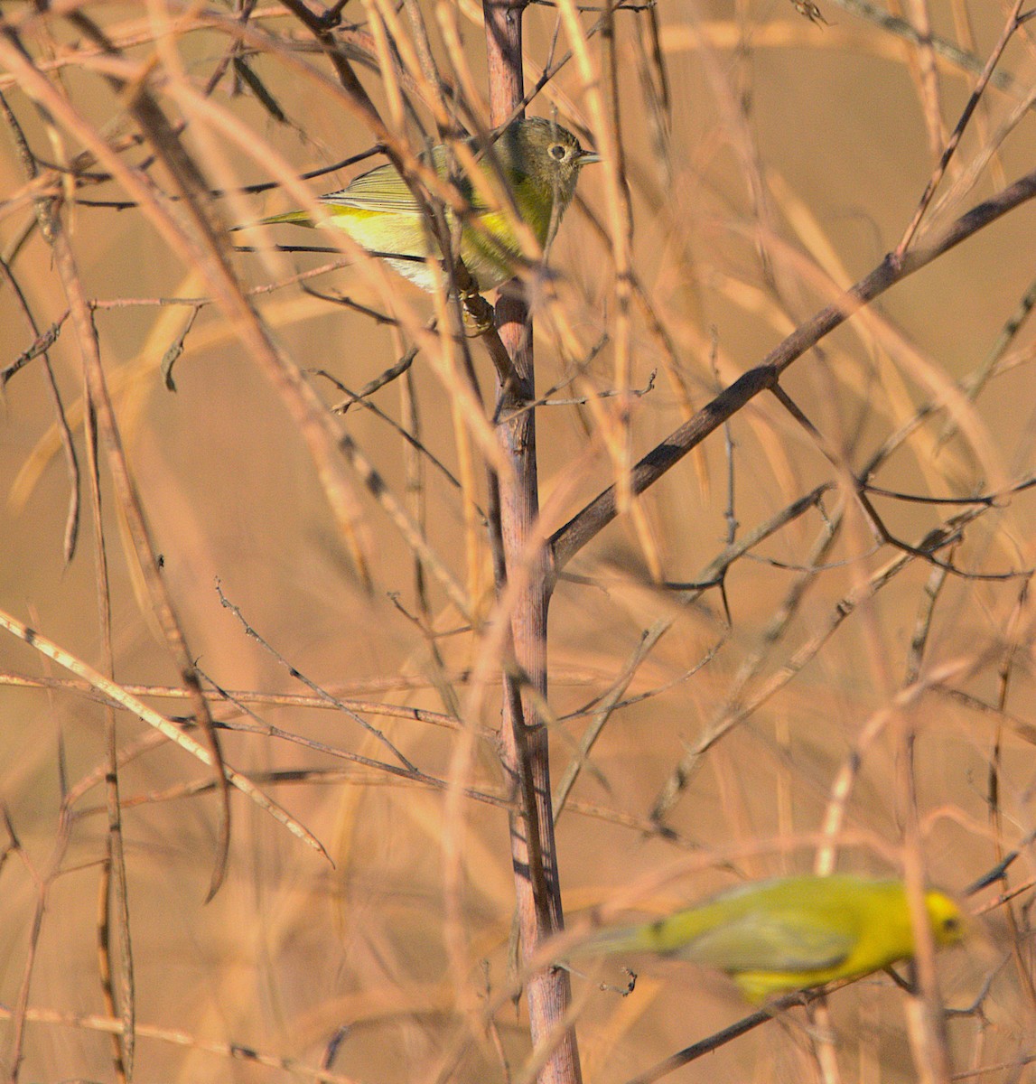 Nashville Warbler - ML642970658