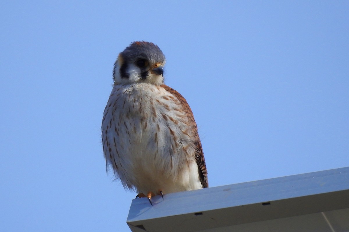 American Kestrel - ML642970663