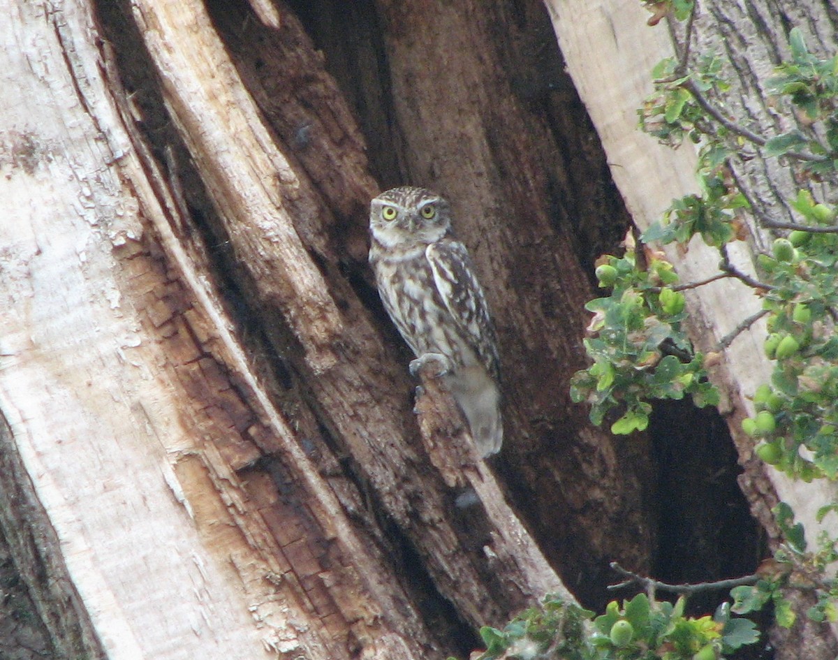 Little Owl - ML642970669