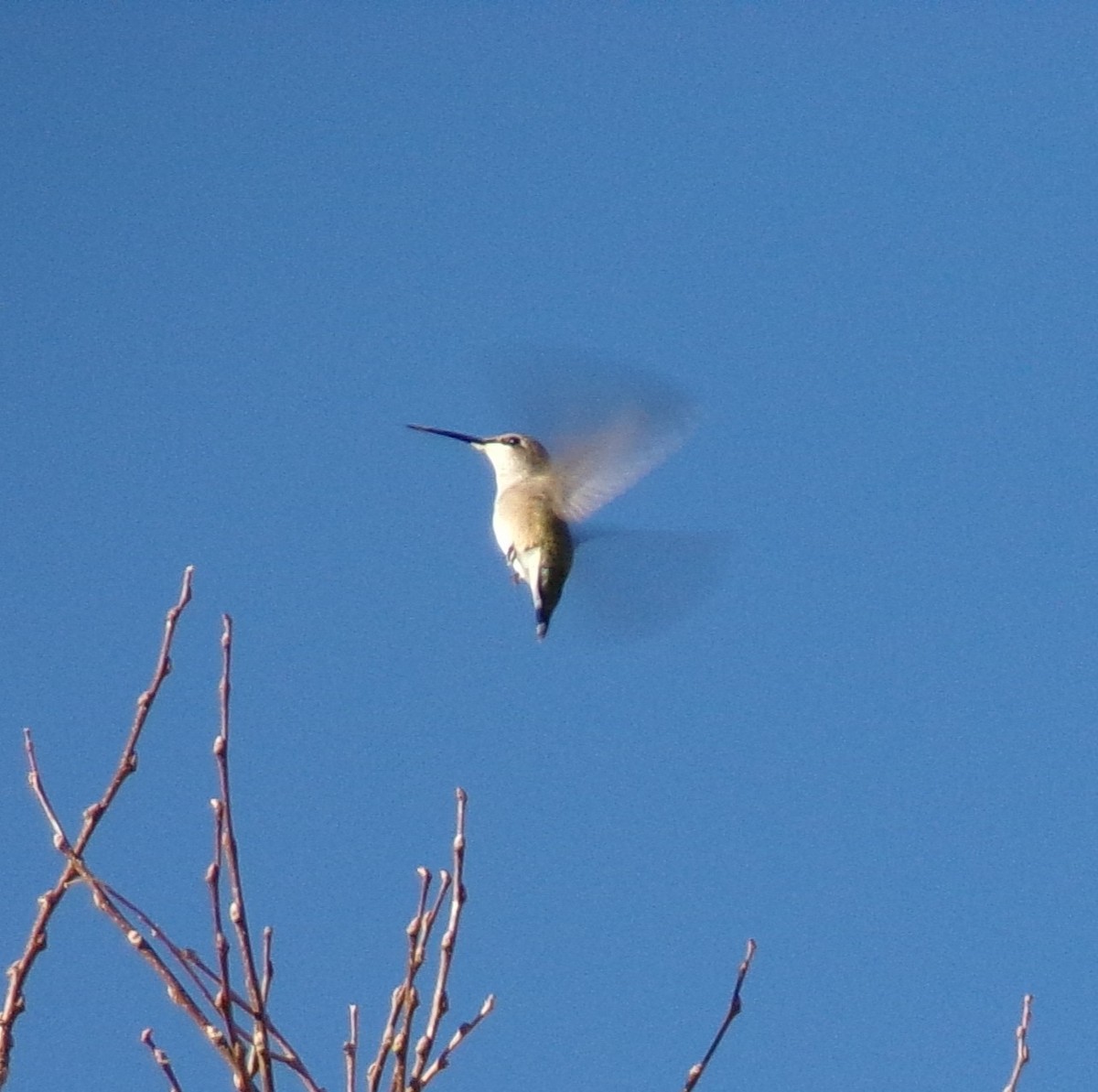 Black-chinned Hummingbird - ML642970679