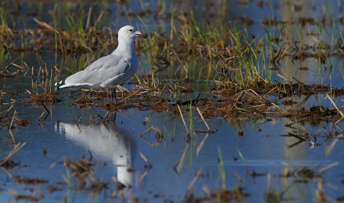 Audouin's Gull - ML642970685