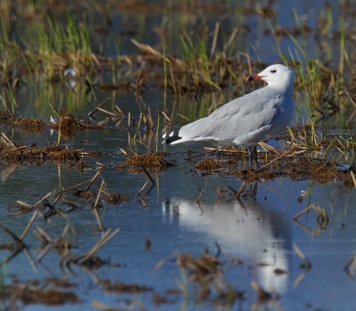 Audouin's Gull - ML642970686