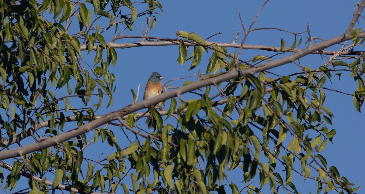 Passerin azuré - ML642970688