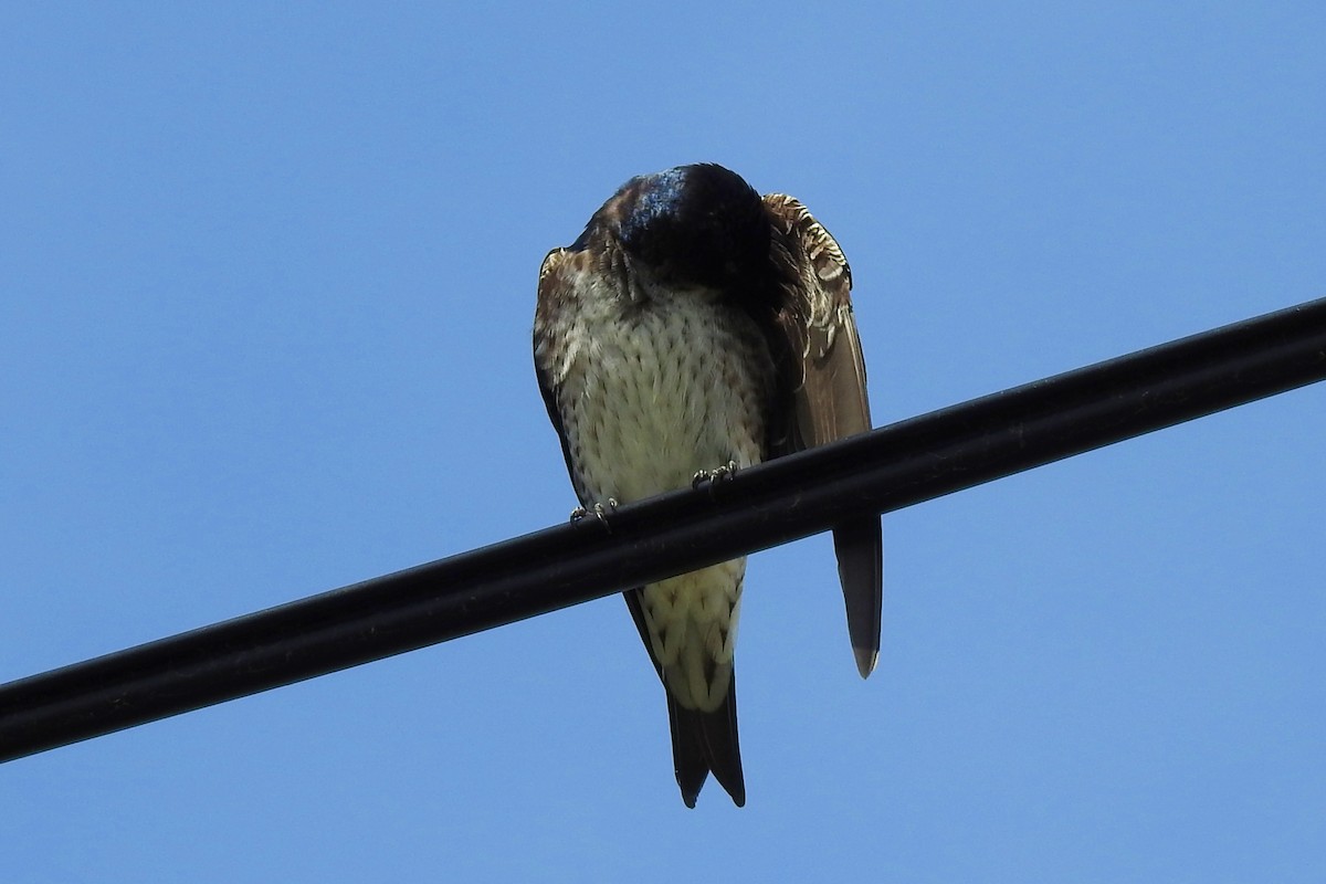 Gray-breasted Martin - ML642970690