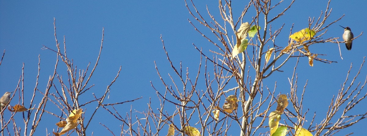 hummingbird sp. - ML642970693