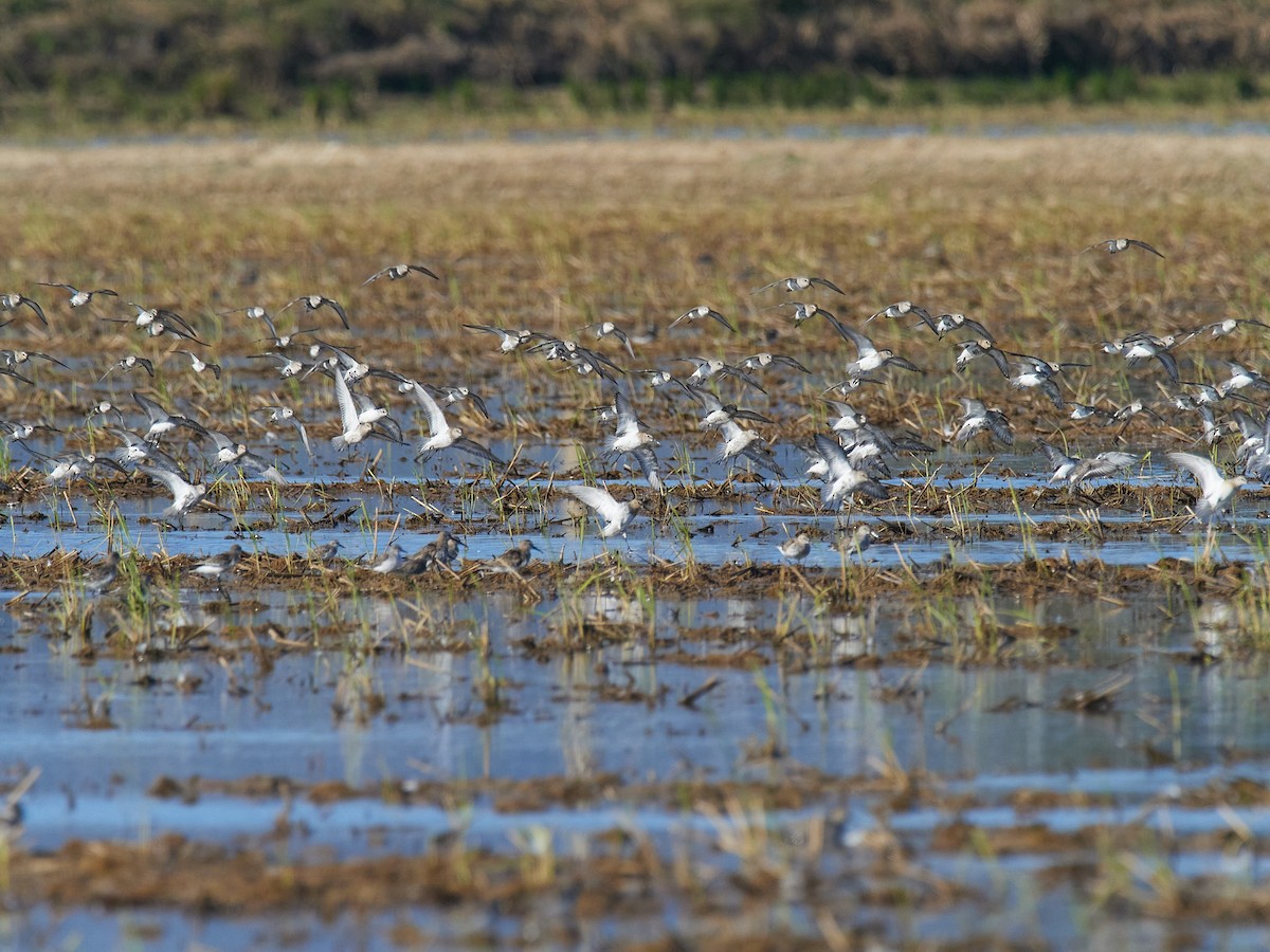 dvergsnipe - ML642970703