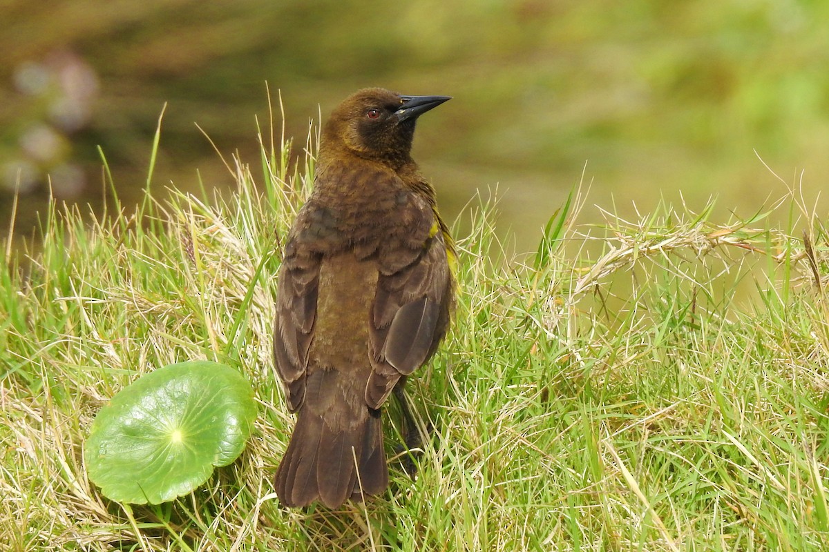 Brown-and-yellow Marshbird - ML642970704