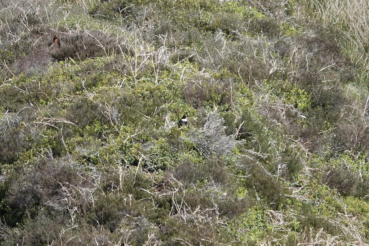 Ring Ouzel - ML642970716