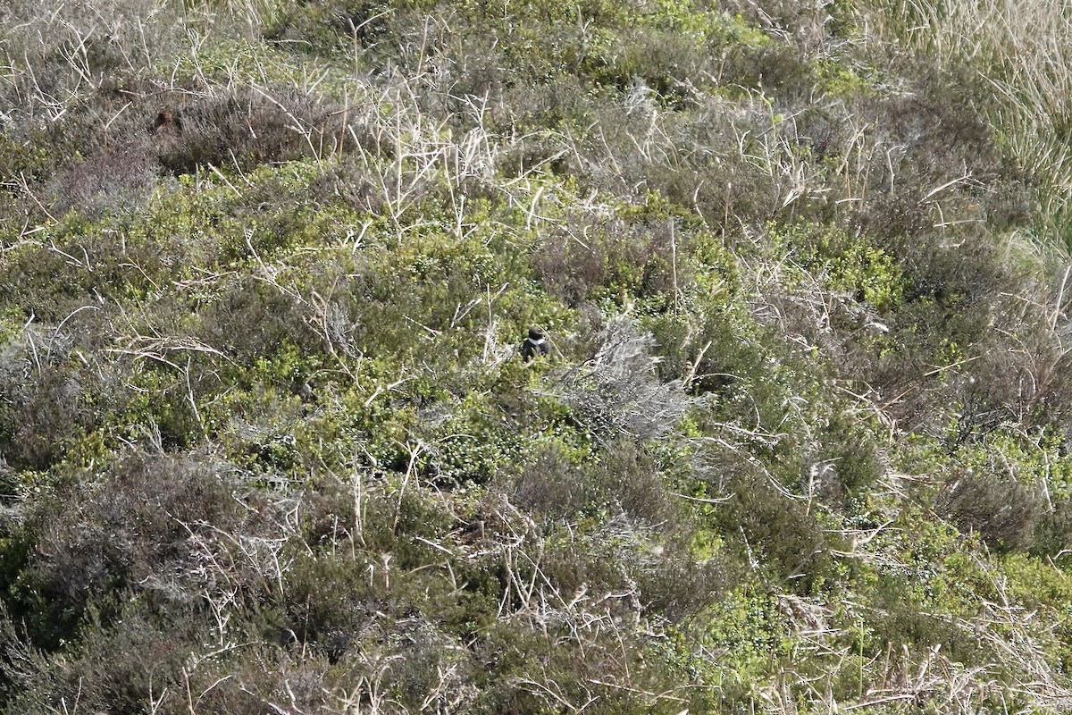Ring Ouzel - ML642970717
