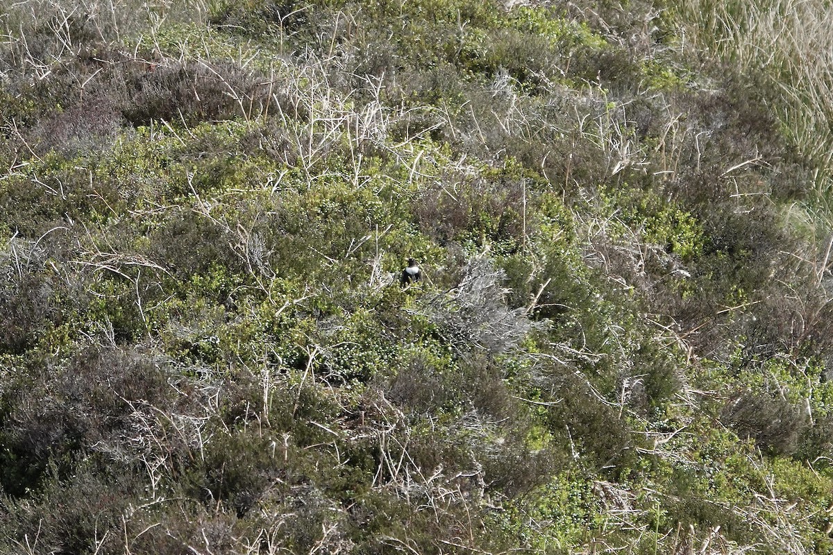 Ring Ouzel - ML642970718