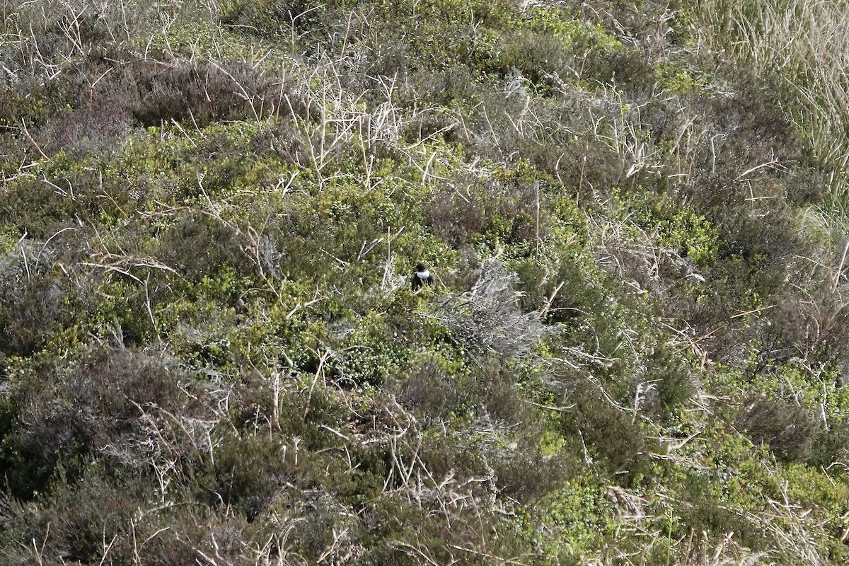 Ring Ouzel - ML642970719