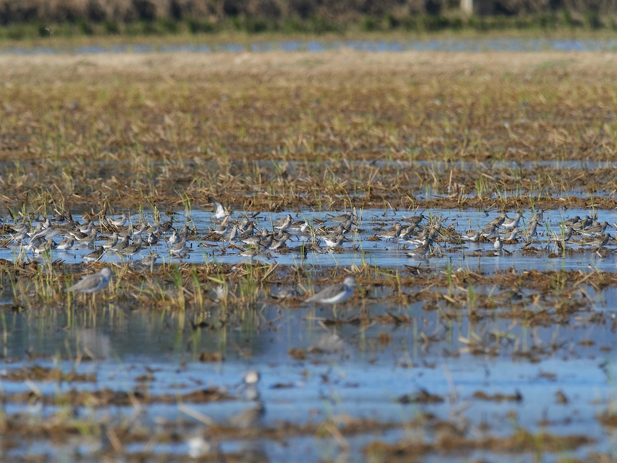 dvergsnipe - ML642970730