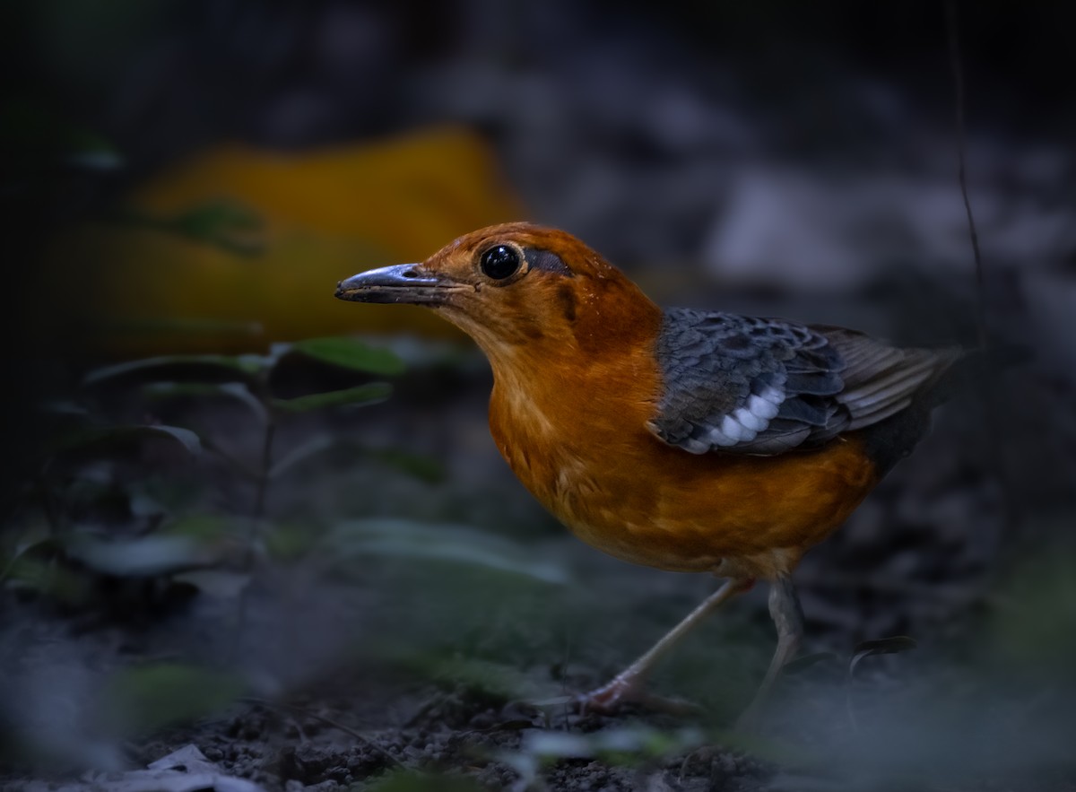 Orange-headed Thrush - ML642970733
