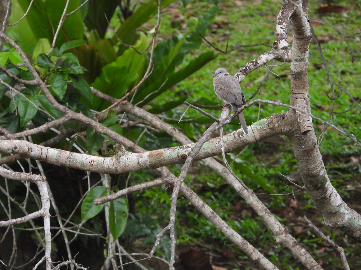 Spotted Dove - ML642970739