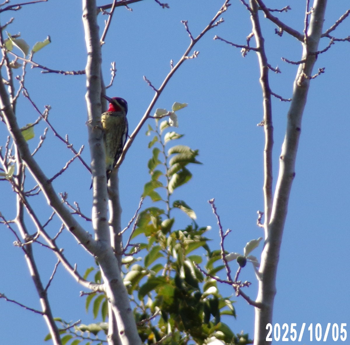Pic à nuque rouge - ML642970741