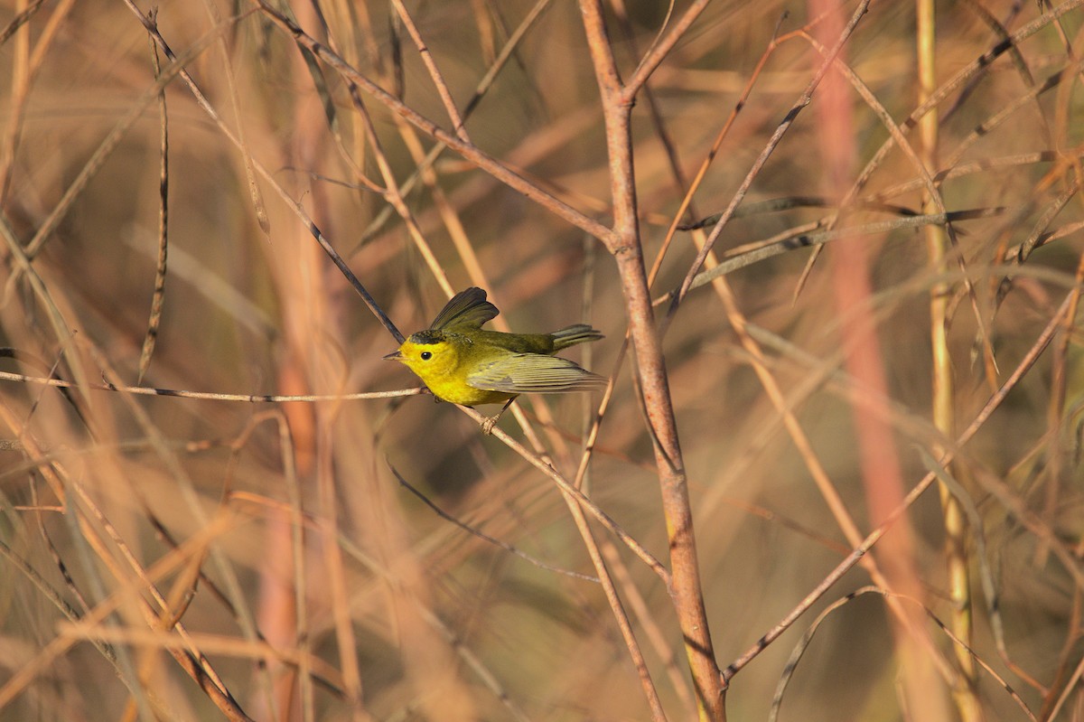 Wilson's Warbler - ML642970747