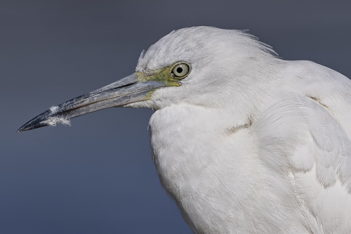 eBird Checklist - 4 Oct 2025 - Bateman Island - 40 species