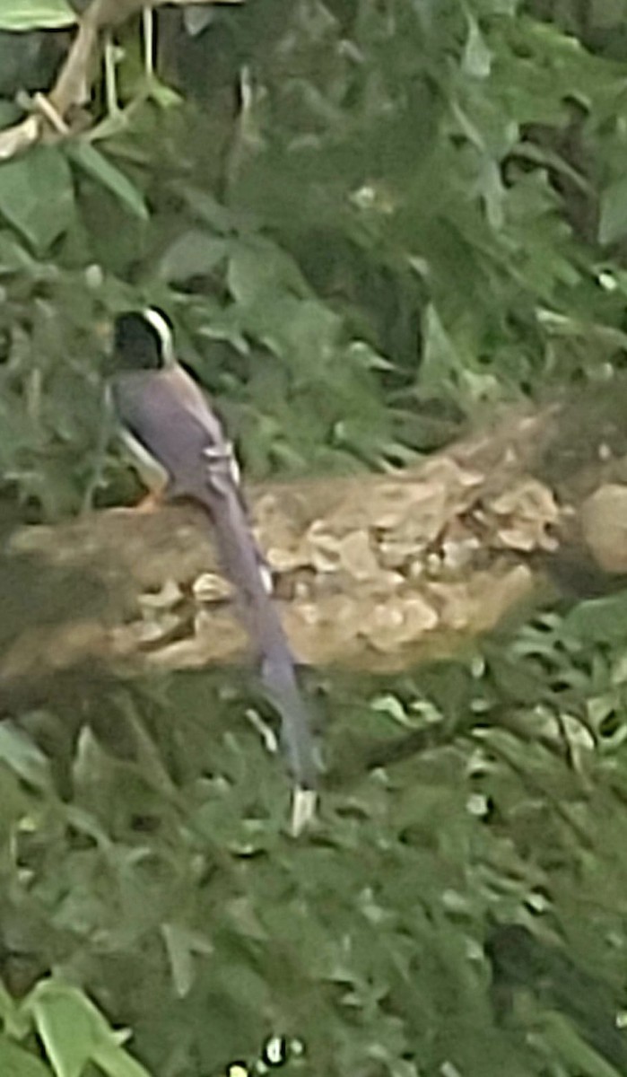 Red-billed Blue-Magpie - ML642970770