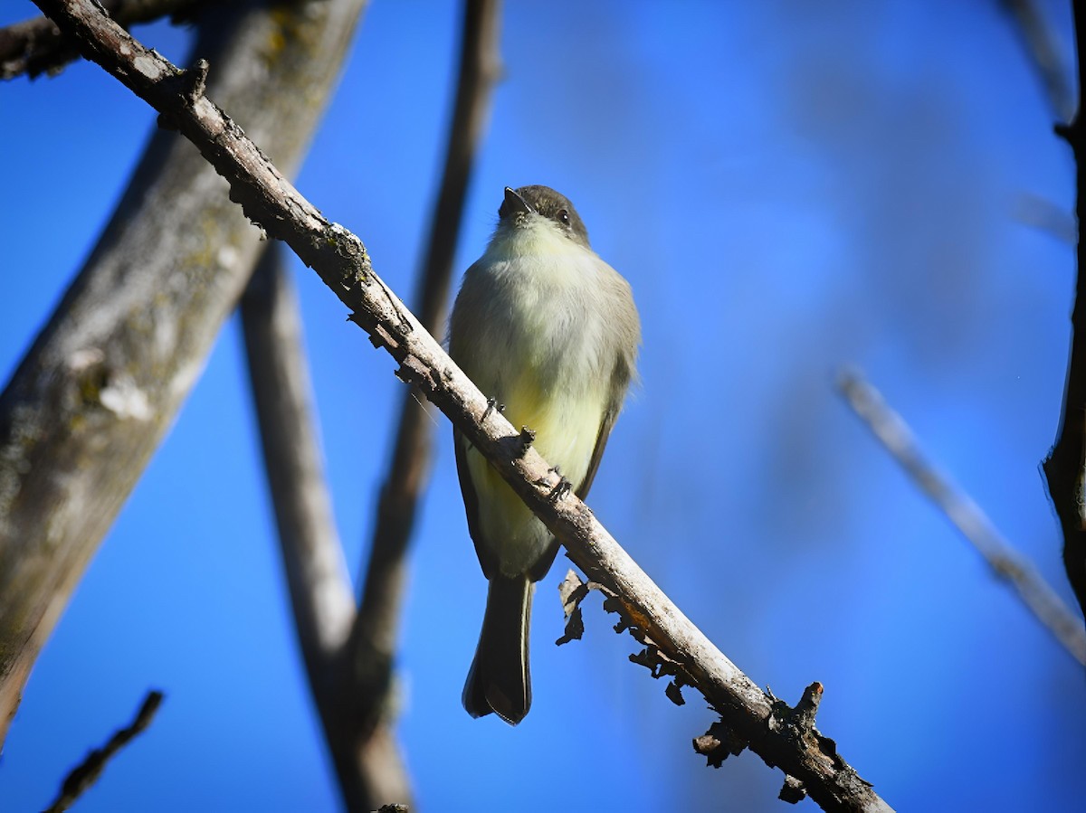 Eastern Phoebe - ML642970786