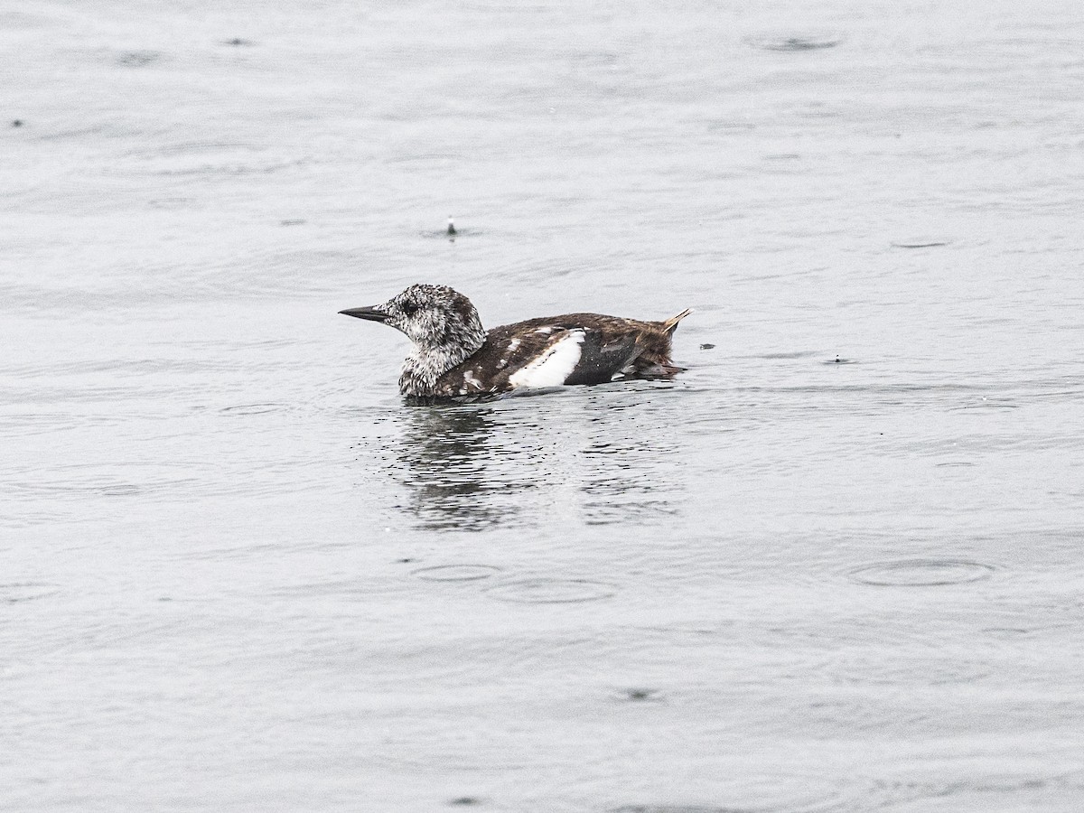 Black Guillemot - ML642970794