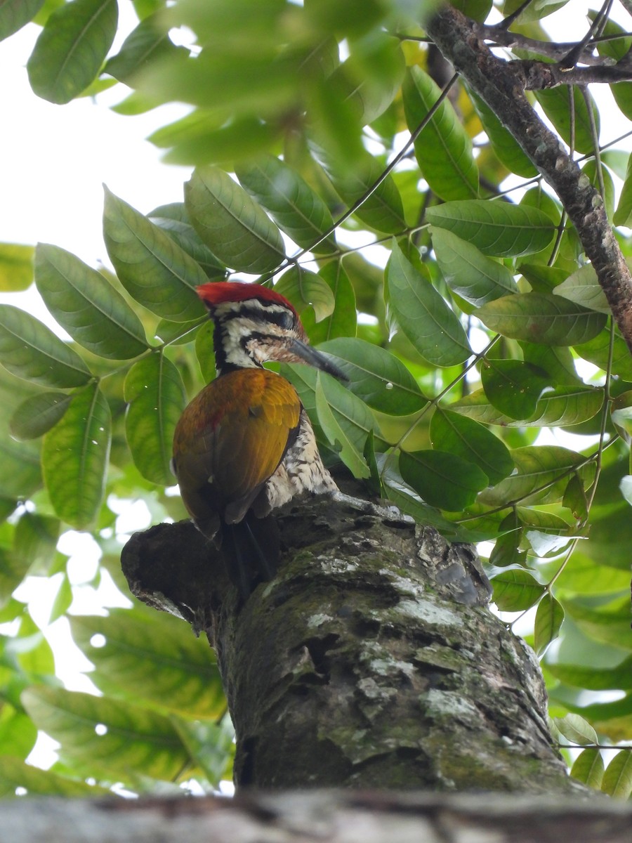Common Flameback - ML642970814