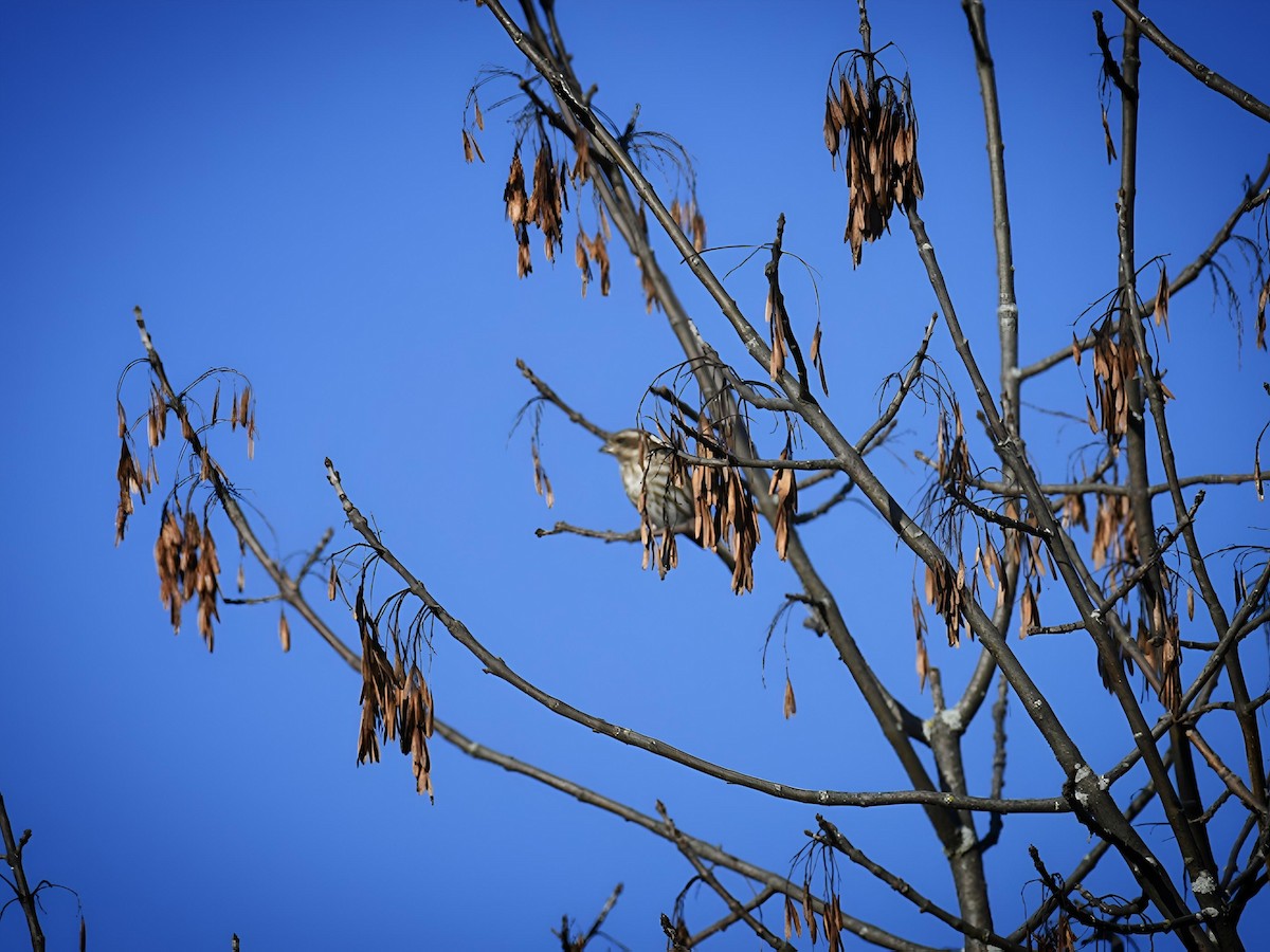Purple Finch - ML642970819