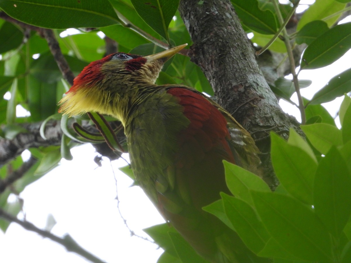 Crimson-winged Woodpecker - ML642970820