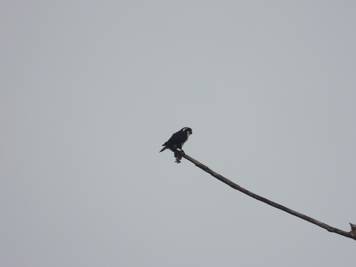 Black-thighed Falconet - ML642970832