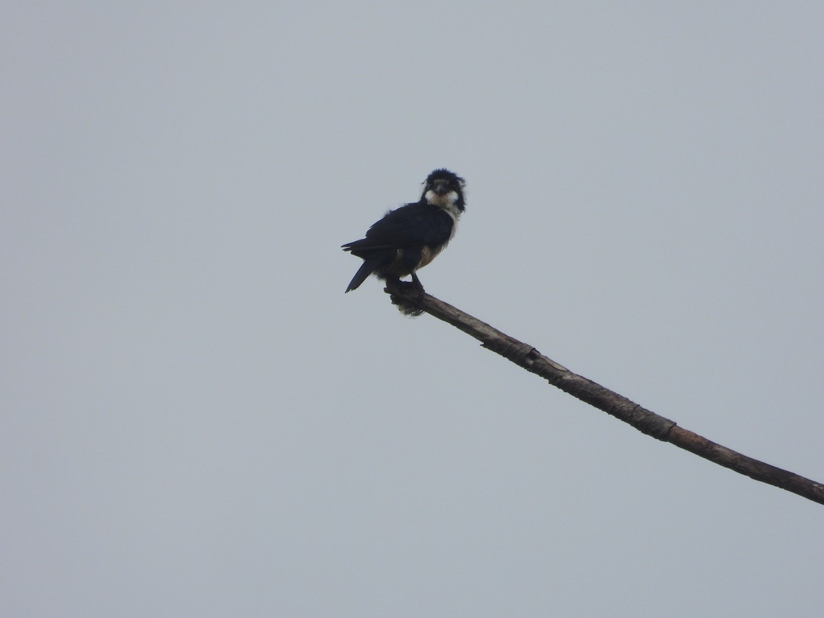 Black-thighed Falconet - ML642970833
