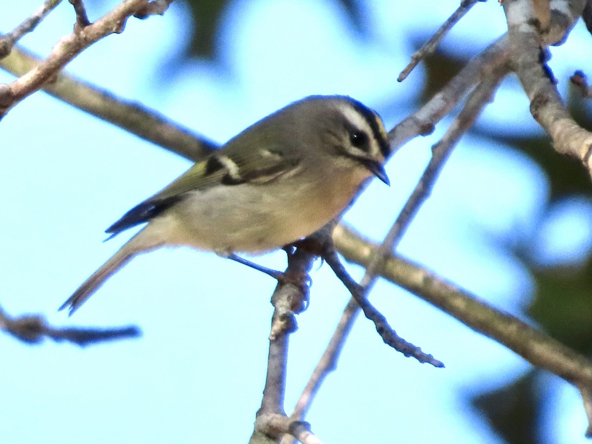 Golden-crowned Kinglet - ML642970834