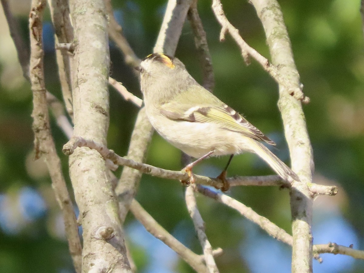 Golden-crowned Kinglet - ML642970835