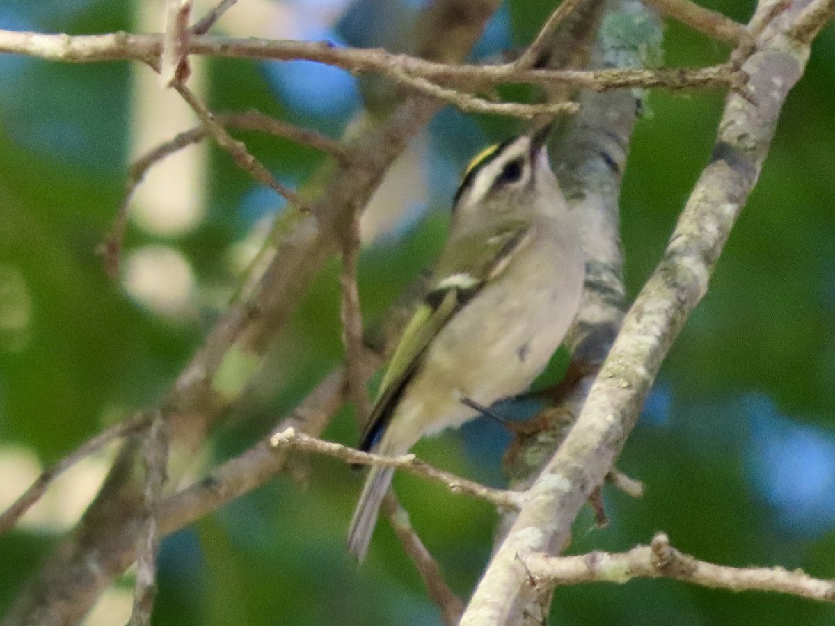 Golden-crowned Kinglet - ML642970836