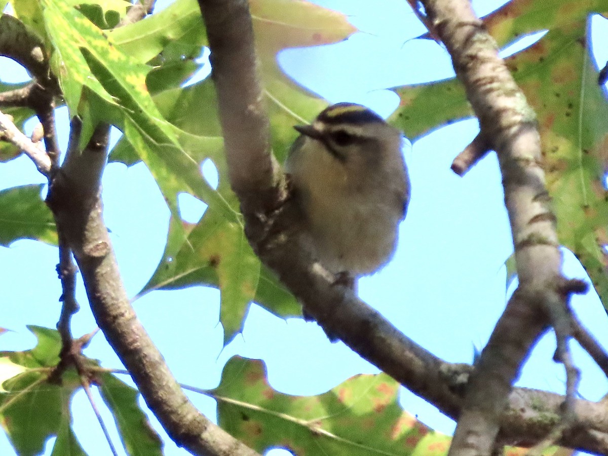 Golden-crowned Kinglet - ML642970837