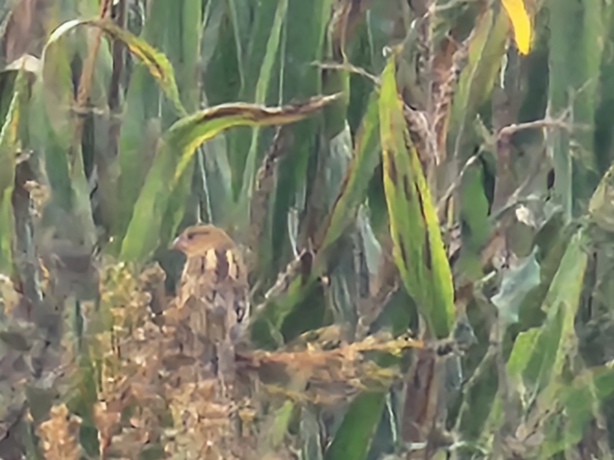 Bobolink - ML642970849
