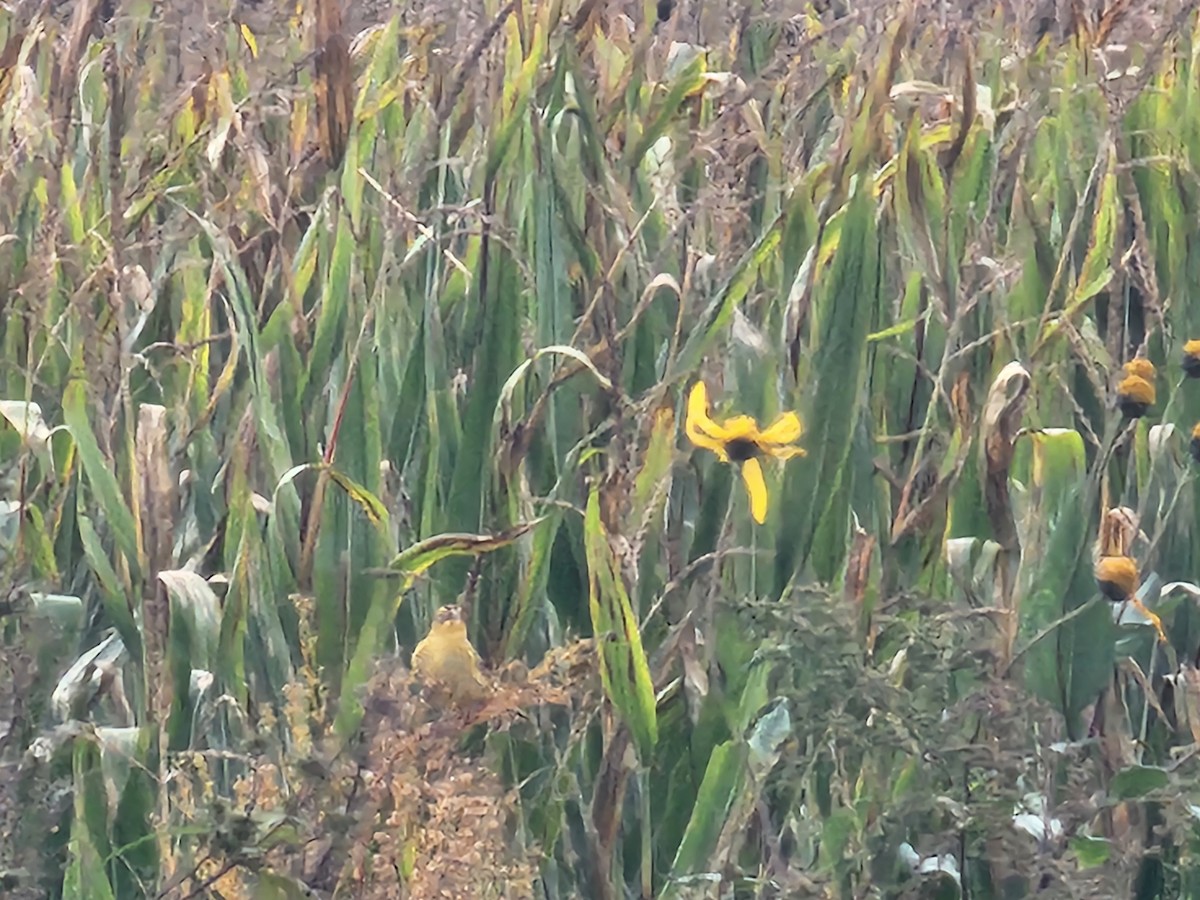 Bobolink - ML642970858