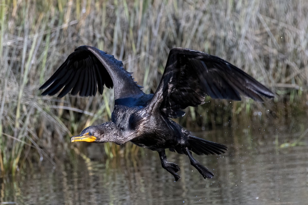 Double-crested Cormorant - ML642970866