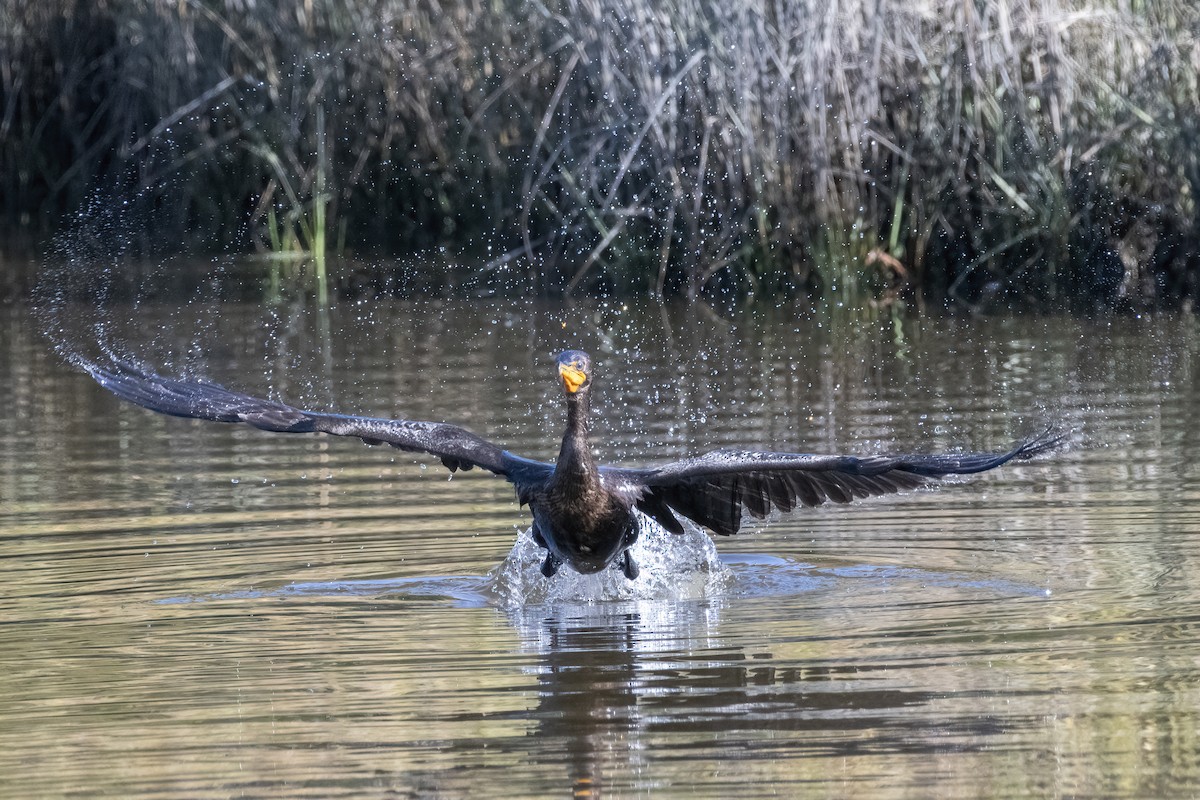 Double-crested Cormorant - ML642970867