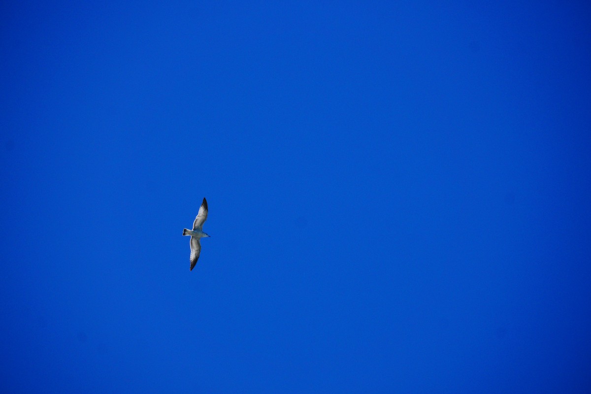 Ring-billed Gull - ML642970876