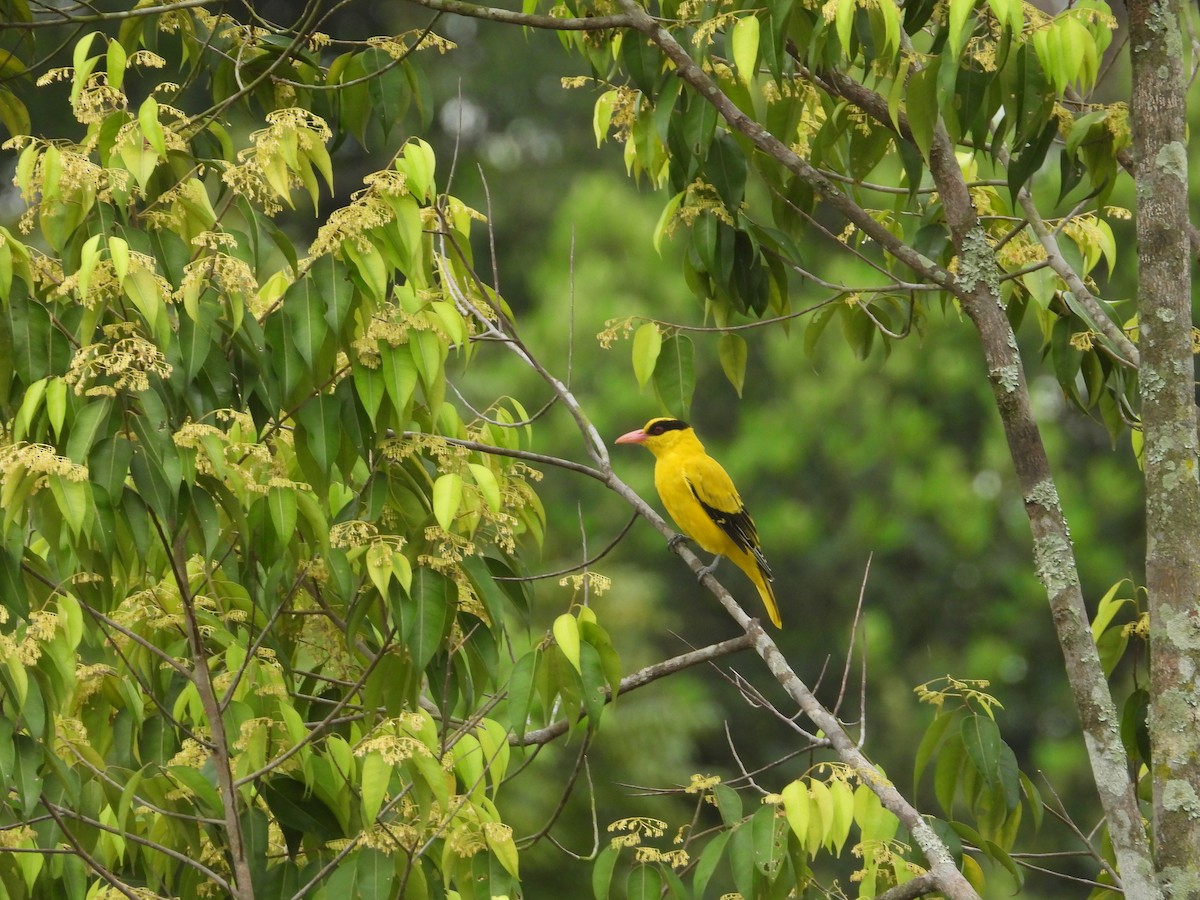 Black-naped Oriole - ML642970885