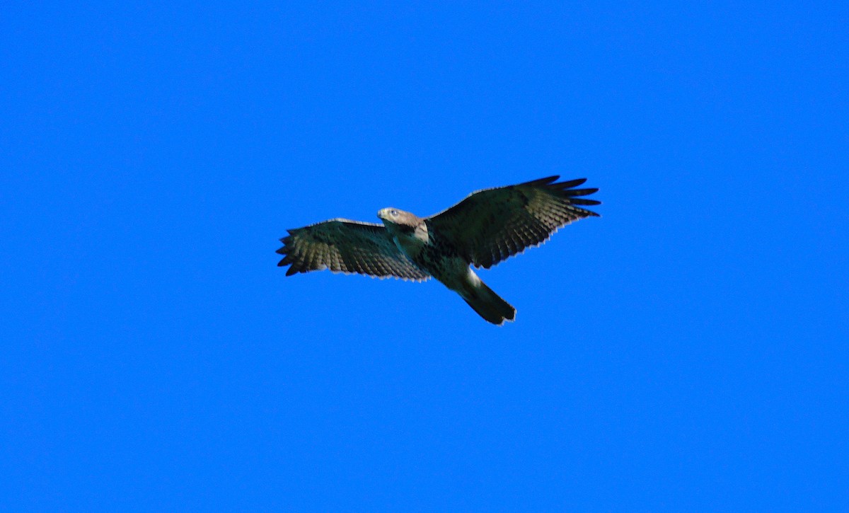Red-tailed Hawk - ML642970897