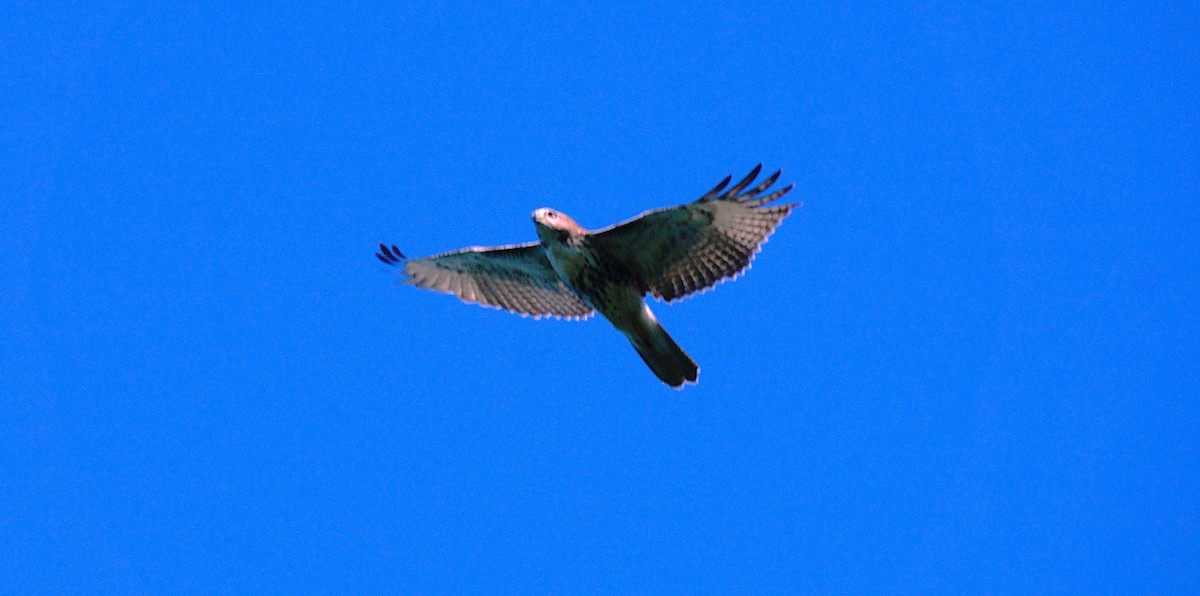 Red-tailed Hawk - ML642970898
