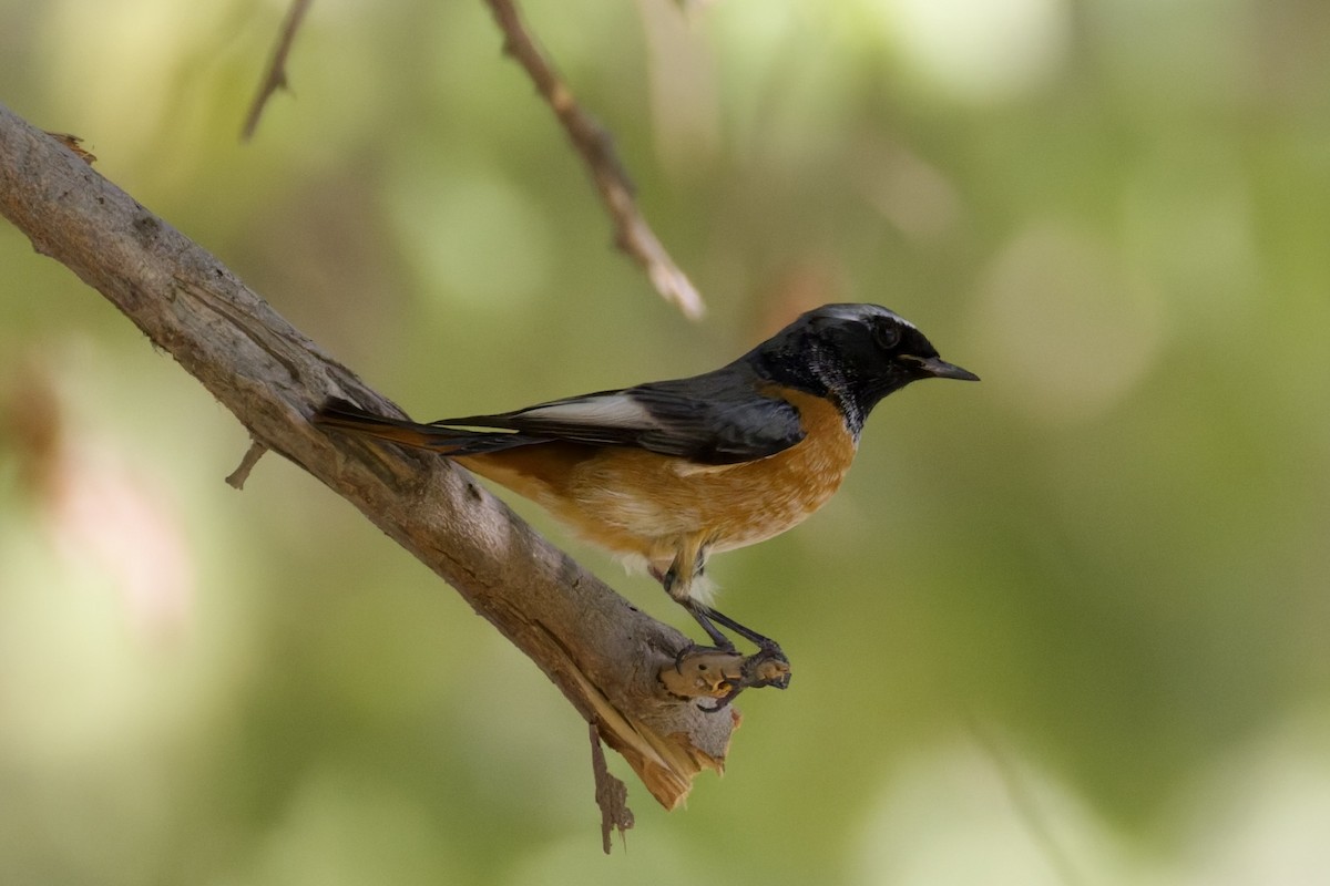Common Redstart (Ehrenberg's) - ML642970909