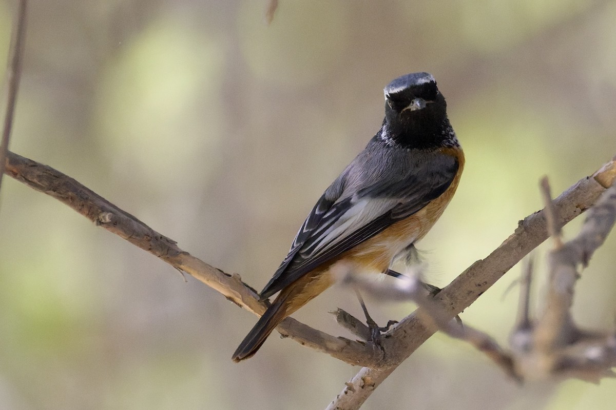 Common Redstart (Ehrenberg's) - ML642970910