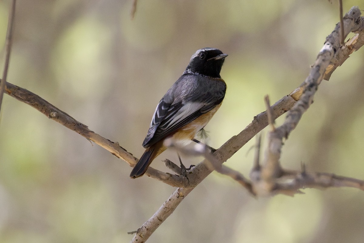 Common Redstart (Ehrenberg's) - ML642970911