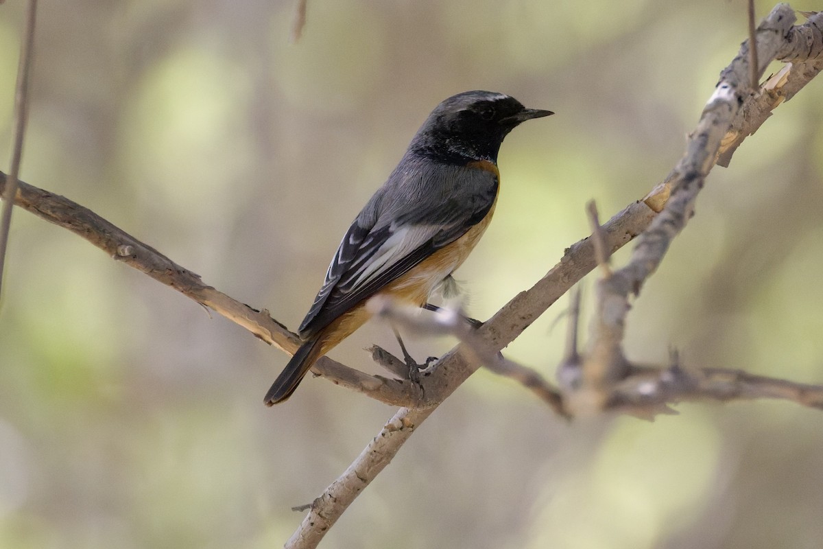Common Redstart (Ehrenberg's) - ML642970912