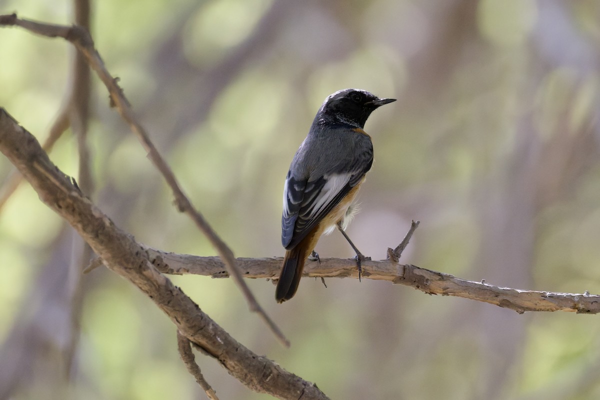 Common Redstart (Ehrenberg's) - ML642970914